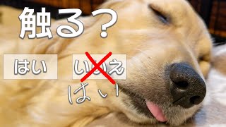 触るの不可避　ふごふご寝顔ウォッチング　【 ゴールデンレトリバー の 子犬 】