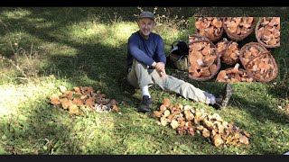 Como y donde buscar SETAS (ROVELLONS, NÍSCALOS o ROBELLONES,MUSHROOMS) último vídeo de la TEMPORADA.