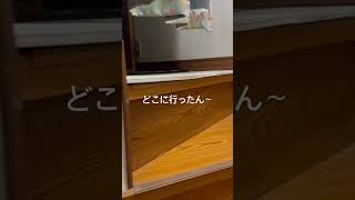 帰宅するとお出迎えしてくれる波平が可愛い　#ポメプー #波平との暮らし #愛犬の波平