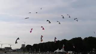 Awesome revolution kite mega flying