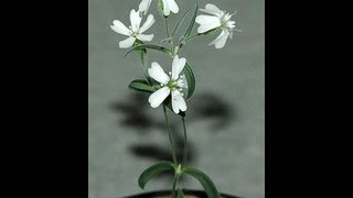 Russian Scientists Brought Back To Life A 30,000-Year-Old Flower