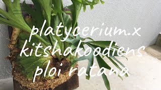 Platycerium . x kitshakoodiens ploi ratana板付けの基本　how to