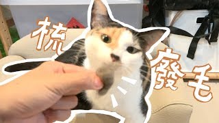 要換季了，來除廢毛！Comb cats with me✦ ❚ 會計秘書辦公室