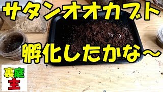 孵化したかな？サタンオオカブトのタマゴ Dynastes satanas  egg hatched ～裏庭の小さな生きもの達の物語#64～