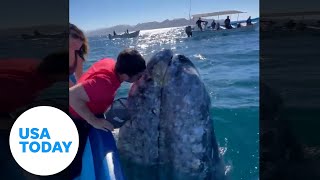 Gray whale gets friendly with giddy tourists | USA TODAY