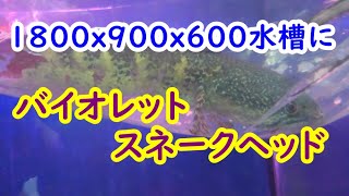 バイオレットスネークヘッド(Channa aurantimaculata)、お迎えしました