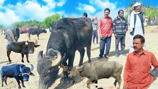 সিদপুর মানিক মাহাতো আবার কি নতুন কাড়া কিনল/দেখুন হাসলি সিংঘের কাড়া বিক্রি/তালতল হাট কাড়া বিক্রি