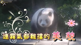 20230130 霧矇矇的仙境中吃早餐圓仔，落入凡間的美麗熊仙子 The Giant Panda Yuan Zai