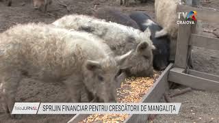 SPRIJIN FINANCIAR PENTRU CRESCĂTORII DE MANGALIŢĂ