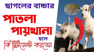 ছাগলের বাচ্চার পাতলা পায়খানা হলে কি চিকিৎসা|ছাগলের পাতলা পায়খানা হলে করণীয় কি|Goat diarrhoea