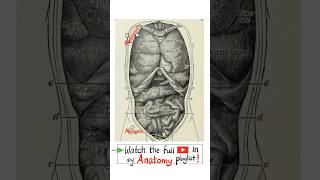 Anatomy of the Viscera - Thorax and Abdomen…#anatomy #biology #physiology #nurse #doctor #mbbs