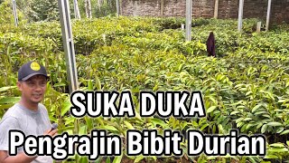 Durian Menjadi Salah Satu Penopang Ekonomi Di Wilayah Kami