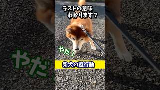 謎行動ばかりする殿様柴犬 #shibadog #柴犬 #sibainu  #犬のいる生活 #shorts