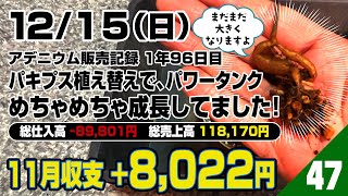 12/15　アデニウム販売記録 １年96日目　パキプス植え替えで、パワータンクめちゃめちゃ成長してました！