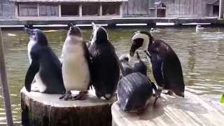 ☆癒し動画：Healing Video☆ペンギン：Penguin☆神戸どうぶつ王国：Kobe animal kingdom