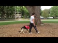PTSD Service Dog Is Like My Battle Buddy-Testimonial PTSD Service Dog Is Like My Battle Buddy-Testimonial