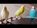 camomile tea for birds