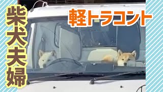 勝手に乗り込んだ軽トラでコント始めました！ #柴犬