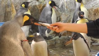 ペンギンのごはんタイムです　【のんほいパーク】