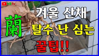 겨울 산채 탈수 난초 심는 꿀팁을 알려 드립니다.