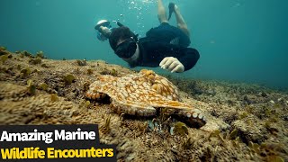 15 Incredible Marine Wildlife Encounters | Amazing Ocean Life