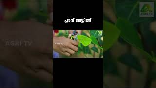 പ്ലാവ് ബഡ്ഡിങ്ങ് ചെയ്യാം വളരെ ഈസി ആയി