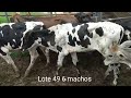 lote 49 06 machos hoje 06 02 2025 18h leilÃo auriflama leilÕes auriflama sp