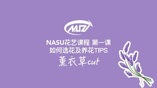 紫色精灵薰衣草竟然要格外注意叶子的修理？【NASU花艺课程】第一课20200419