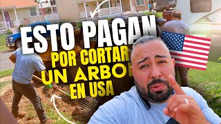 CORTE DE ÁRBOLES EN USA🇺🇸 ESTO PAGAN POR QUE NADIE LO DIJO ANTES