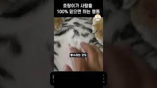 호랑이가 사람을 100% 믿으면 하는 행동