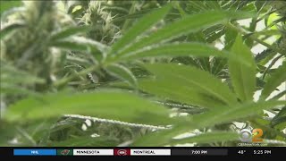 What you need to know about recreational marijuana use and your job