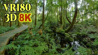 [ 8K 3D VR180 ] 湧水地の神秘的なスギ林「杉沢の沢スギ」 （富山県入善町）Mysterious cedar forest located in a spring area