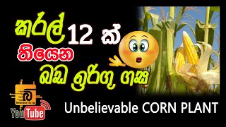 Unbelievable corn plant බඩ ඉරිගු ගසක කරල් 12ක්   මීට පෙර දැකලා අහලා නෑ නේද?