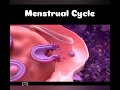 FAHUMU JINSI MZUNGUKO WA HEDHI (MENSTRUATION CYCLE) INAVYO TOKEA KATIKA MWILI.