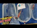 PENAMPAKAN IKAN-IKAN KOI MINI SUPER CHAMPION SEMUA PEMENANG | 6th BERINGIN KOI SHOW 2022