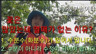 복숭아자두꽃은 많았는데 열매가 없는이유? 수분과 수정 Why are there lots of flowers but no fruit?수분과 수정의 차이