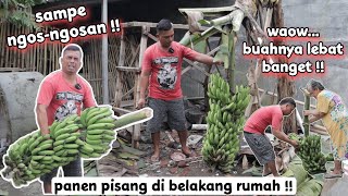 Download Mp3 waow panen pisang hasil tanam sendiri di belakang rumah