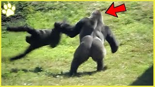 15 Animals That Attacked The Wrong Animal