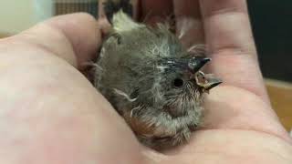 錦華鳥 十姉妹 雛 カキカキ手乗り修行中！ zebra finch bengalese finch