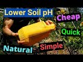 How to Lower ph in Soil Naturally Quick Simple Cheap, Blueberry Plants