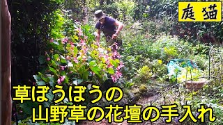 【庭猫】草ぼうぼうの山野草の花壇の手入れ