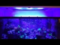 48 inch t5 hybrid ati 8 bulb fixture on a 220 gallon reef tank