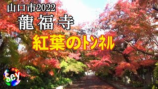 2022紅葉のトンネル#山口龍福寺