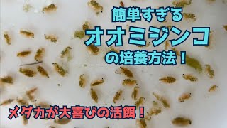 オオミジンコを培養している動画です！メダカの生き餌としてすごくおすすめです。