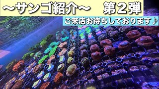 横浜にあるサンゴ専門店　アクアベース　〜サンゴ紹介〜第2弾