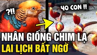 Lên rừng thấy 'CHIM ĐẸP' cụ ông bắt về NHÂN GIỐNG lên 40 con mới biết là CHIM QUÝ | Tin 3 Phút