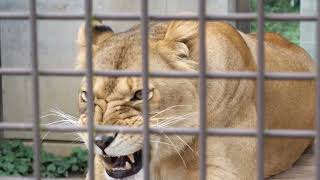 桐生が岡動物園の仲良しライオン夫婦・チャコくんとライラちゃん (11)