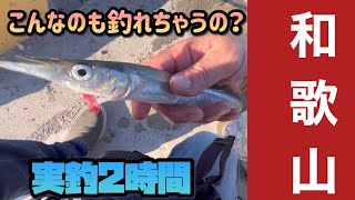 【和歌山】夕方のちょい釣りでビックリ