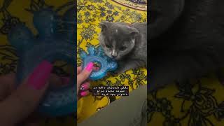 اگه میخوای کلی ویدئو از پیشیمون ببینی سابسکرایب کن 🫢🐈#cat #animals #pets #گربه #پیشی #