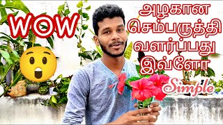 Hibiscus growing 🌺செம்பருத்தி வளர்ப்பது இவ்ளோ simple ha.. 😲😲😲